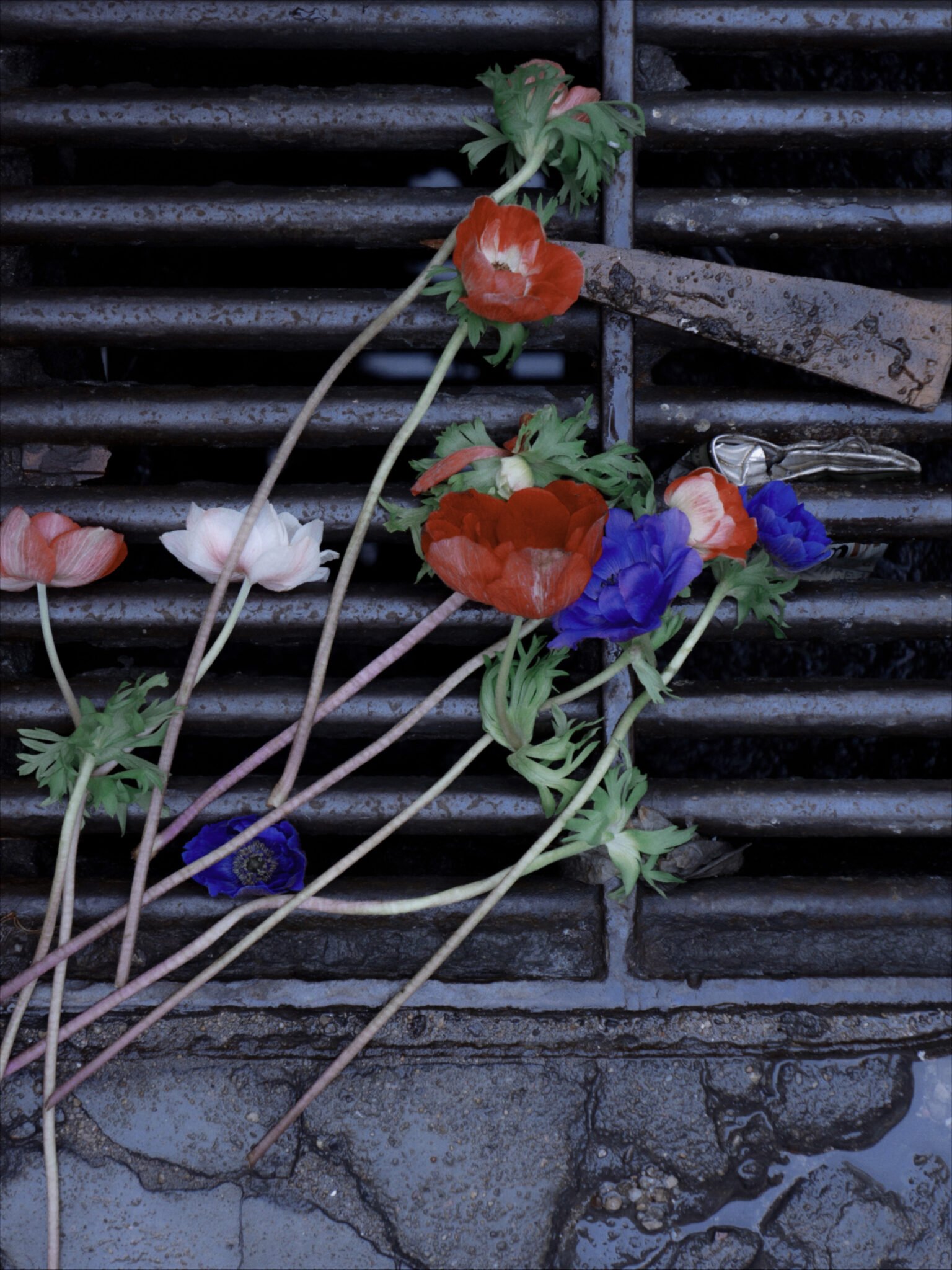 foto creativa de unas plantas